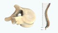 The human spinal column - T10