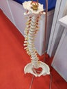 Human spinal cord or back bone with pelvis and occipital bone displayed in a stand