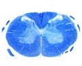 Human spinal cord. Luxol fast blue stain