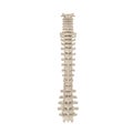 Human Spinal Cord on white. 3D illustration