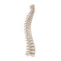 Human Spinal Cord on white. 3D illustration