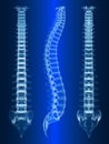 Human spine Royalty Free Stock Photo