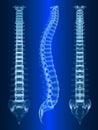 Human spine