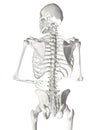 Human Spine Royalty Free Stock Photo