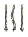 Human Spine Royalty Free Stock Photo