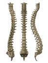 Human spine Royalty Free Stock Photo