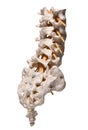 Human spine