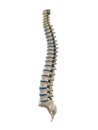 Human spine