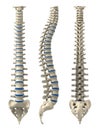 Human spine Royalty Free Stock Photo