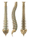 Human spine Royalty Free Stock Photo
