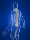 Human spine