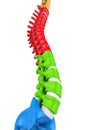 Human Spine Anatomy Illustration Royalty Free Stock Photo