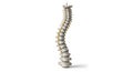 Human Spine Anatomy Model on White Background Royalty Free Stock Photo