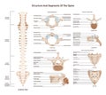 Human spine anatomy set. Vertebral column medical education poster. Royalty Free Stock Photo