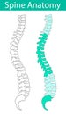 Human spine anatomy vector illustration. Royalty Free Stock Photo