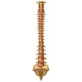 The human spine. Anterior view. Vertebral column. Backbone