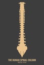 Human Spine Column Royalty Free Stock Photo