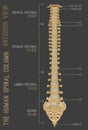 Human Spine Column Royalty Free Stock Photo