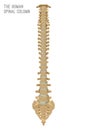 Human Spine Column Royalty Free Stock Photo