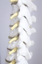 Human spine column vertebra model Royalty Free Stock Photo