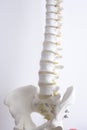 Human spine column vertebra model Royalty Free Stock Photo