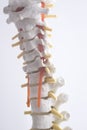 Human spine column vertebra model Royalty Free Stock Photo