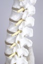 Human spine column vertebra model Royalty Free Stock Photo