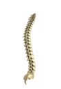 Human spine 3d render on white background Royalty Free Stock Photo