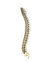 Human spine 3d render on white background Royalty Free Stock Photo