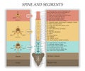 Human Spine in front, diagram with the name and description of all sections of the vertebrae and segments, vector illustration.