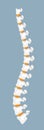 Human spine icon vector. Vertebral discs for medical application or web. Spine pain, problems, scoliosis