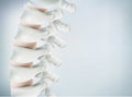 The human spine image is realistic. Shows the medical accuracy of human skeleton and 3D rendering. Royalty Free Stock Photo