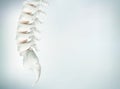 The human spine image is realistic. Shows the medical accuracy of human skeleton and 3D rendering. Royalty Free Stock Photo