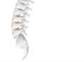 The human spine image is realistic. Shows the medical accuracy of human skeleton and 3D rendering. Royalty Free Stock Photo