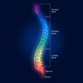 Human spine with intervertebral disks, labeled, medically 3D illustration