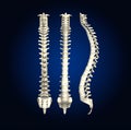 Human spine with intervertebral disks, medically 3D illustration