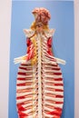 The human spine model, Royalty Free Stock Photo
