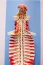 The human spine model,