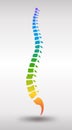 Human spine. Rainbow gradient colored backbone Royalty Free Stock Photo
