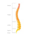 Human spine structure anatomy Royalty Free Stock Photo