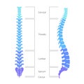Human spine structure anatomy Royalty Free Stock Photo