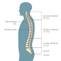 Human spine structure diagram medical science Royalty Free Stock Photo