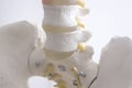 Human spine column vertebra model Royalty Free Stock Photo