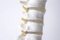 Human spine column vertebra model Royalty Free Stock Photo