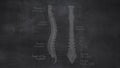 Human Spine Vertebral Column Anatomy Hand Drawn On Chalkboard Royalty Free Stock Photo