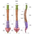 The human spine vertebral column with the name and description of all sites. Dorsal, lateral, ventral sides. Human anatomy.