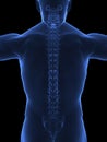 Human spine x ray Royalty Free Stock Photo