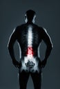 Human spine in x-ray on gray background. Royalty Free Stock Photo