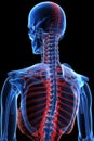 Human spine in x-ray, on gray background. The lumbar spine is highlighted by red colour Royalty Free Stock Photo