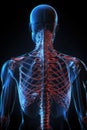 Human spine in x-ray, on gray background. The lumbar spine is highlighted by red colour Royalty Free Stock Photo